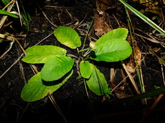 Dorstenia brasiliensis