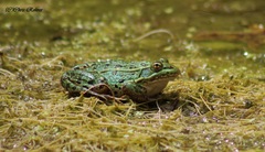 Lithobates chiricahuensis