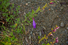 Dracocephalum peregrinum