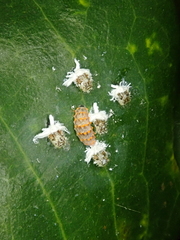 Eosalpingogaster