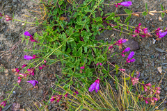 Dracocephalum peregrinum