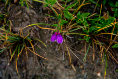 Dracocephalum peregrinum