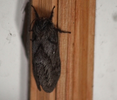 Gloveria arizonensis