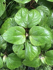 Homalanthus populifolius
