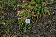 Convolvulus ammannii