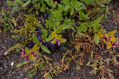 Dracocephalum peregrinum