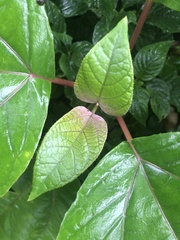 Homalanthus populifolius