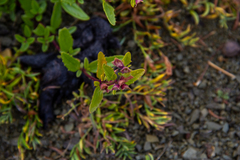 Dracocephalum peregrinum