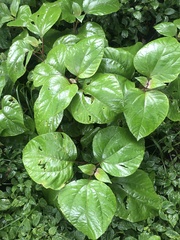 Homalanthus populifolius
