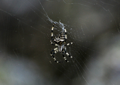 Araneus tartaricus