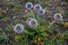 Echinops humilis