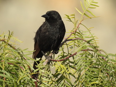 Oreopsar bolivianus