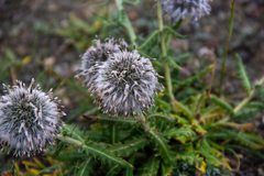 Echinops humilis