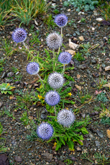 Echinops humilis