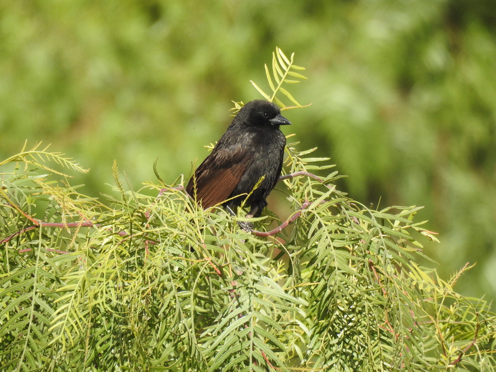Bolivian Blackbird (Oreopsar bolivianus) photo
