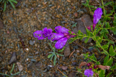 Dracocephalum peregrinum