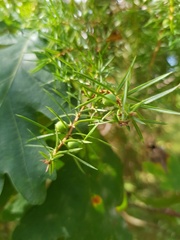 Juniperus communis communis