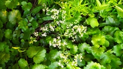 Galium mollugo