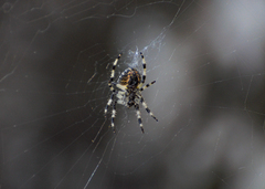 Araneus tartaricus