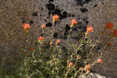 Castilleja disticha