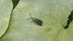 Eichlinia pulchripes