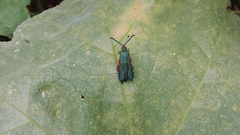Eichlinia pulchripes
