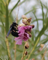 Xylocopa californica arizonensis