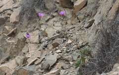 Cistanthe cachinalensis