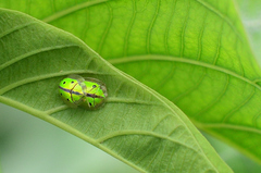 Chiridopsis bipunctata