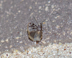 Eudonia strigalis