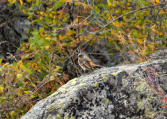 Phoenicurus erythronotus