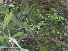 Gardneria multiflora