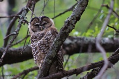 Strix occidentalis lucida