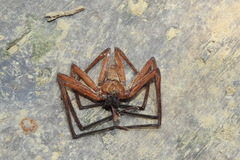 Heteropoda simplex