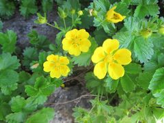 Potentilla matsumurae