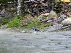 Enicurus schistaceus