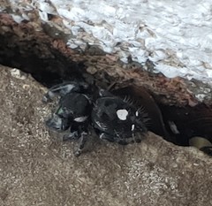 Phidippus audax