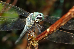 Orthetrum poecilops