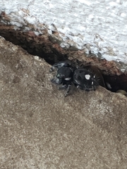 Phidippus audax