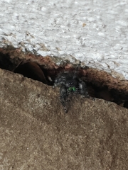 Phidippus audax