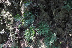 Amorphophallus henryi