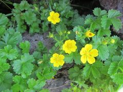 Potentilla matsumurae