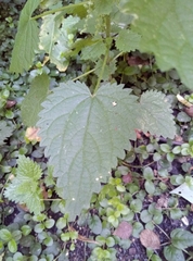 Urtica dioica