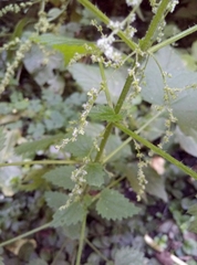 Urtica dioica