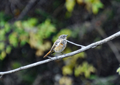 Phoenicurus erythronotus