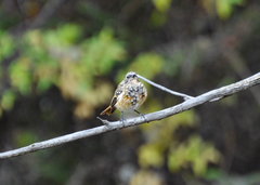 Phoenicurus erythronotus