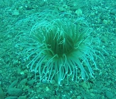 Cerianthus membranaceus