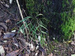 Asplenium flaccidum flaccidum