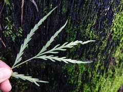 Asplenium flaccidum flaccidum