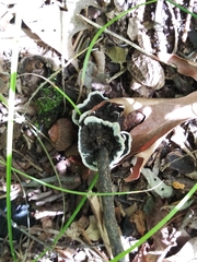Thelephora cuticularis